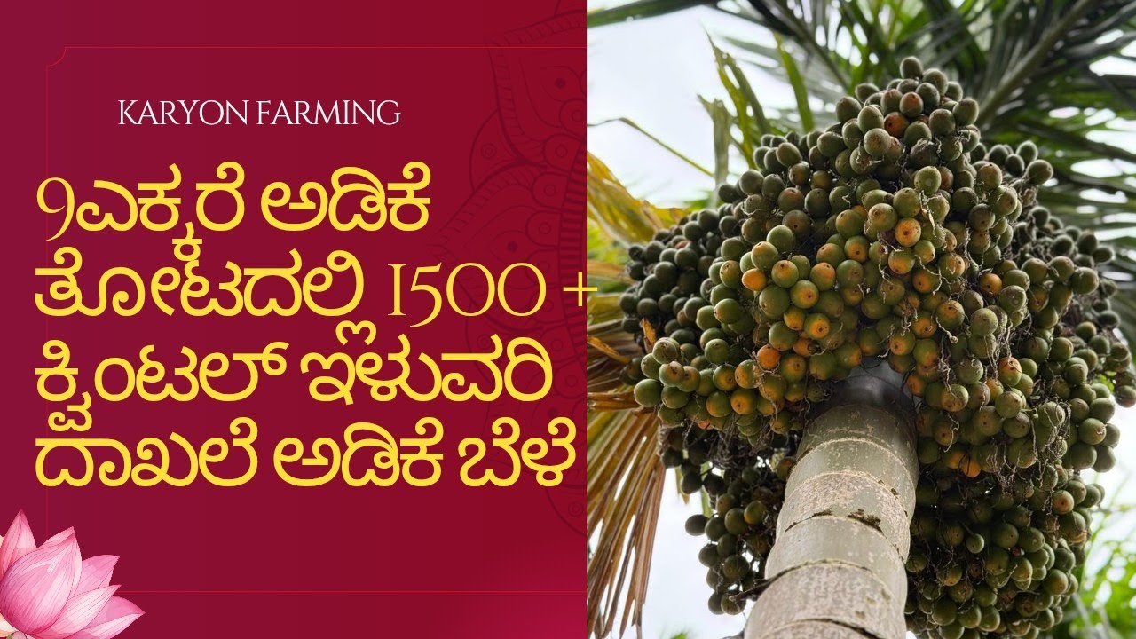 ☘️ಇದು ಪವಾಡವಲ್ಲ... ಪರಿಶ್ರಮದ ಫಲ ✌️ದಾಖಲೆ ಅಡಿಕೆ ಬೆಳೆ... 9632679545 #viral #arecanut #farming #trending 