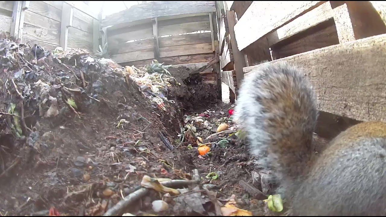 Silver Squirrel 