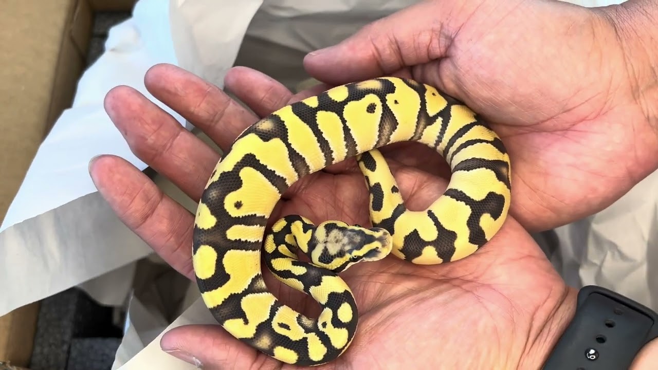 Unboxing 4 Ball Pythons from Lucas Landon Royals