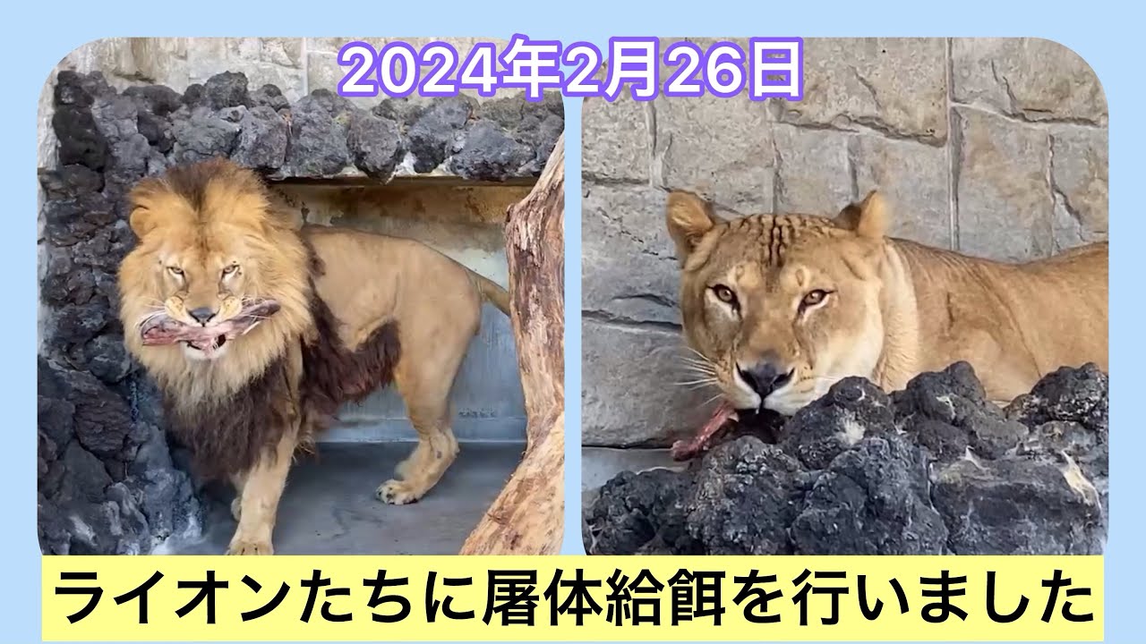 2024年2月26日　ライオンたちに屠体給餌を行いました