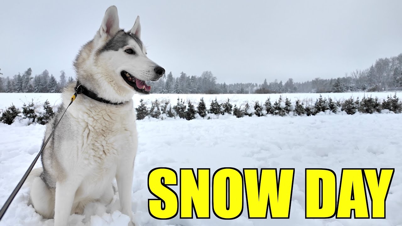 Huskies Play In Snow For The First Time!!!