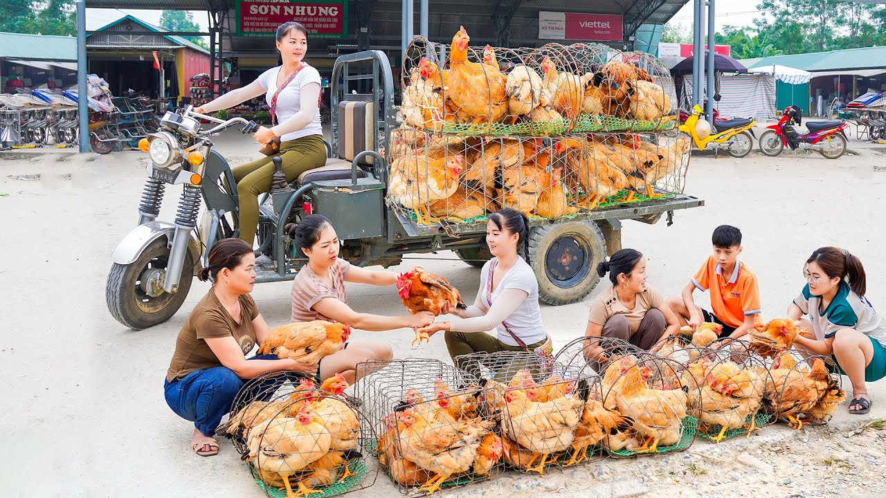 Use 3-wheeled Vehicle Harvesting Many Chicken  Goes To Market Sell - Take Care Of Animals on My Farm