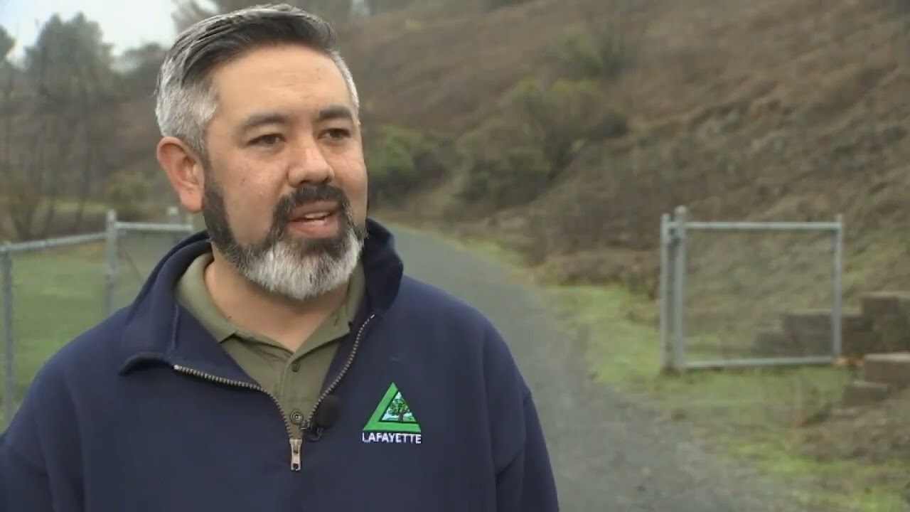 Feral pigs that invaded California city may face euthanasia