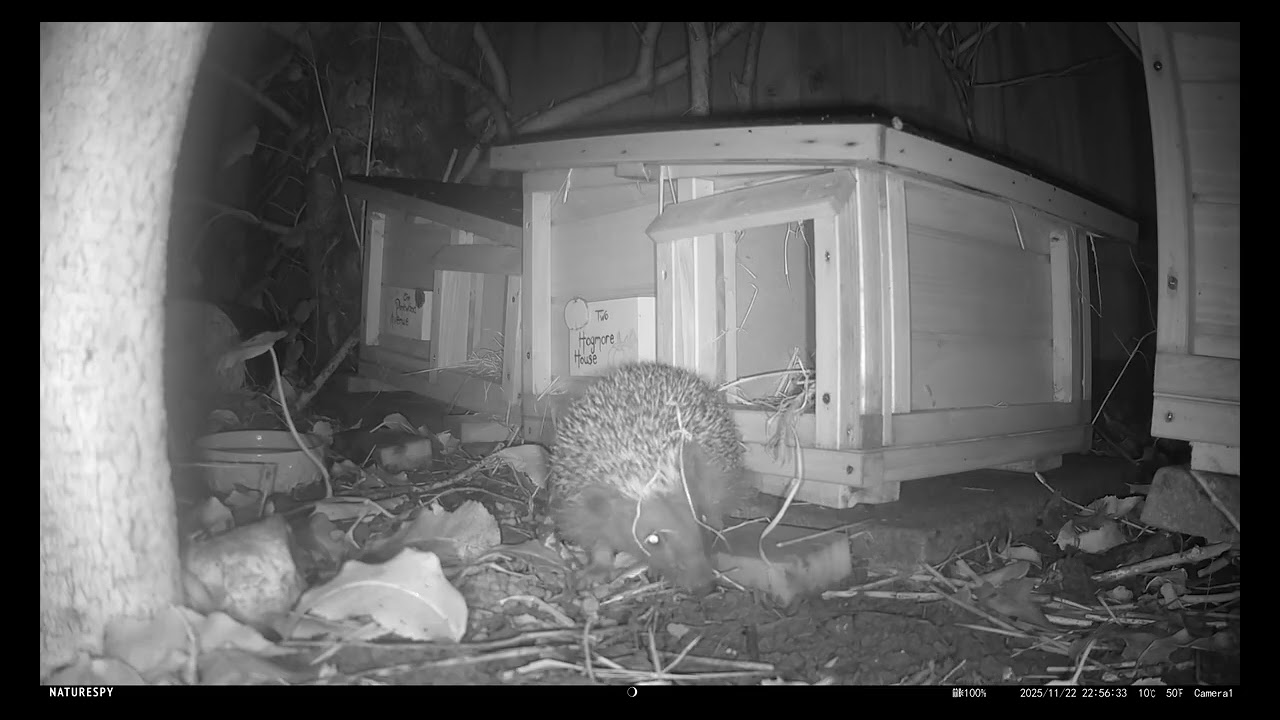 Hedgehogs 22nd November 2025- Higgles' Release