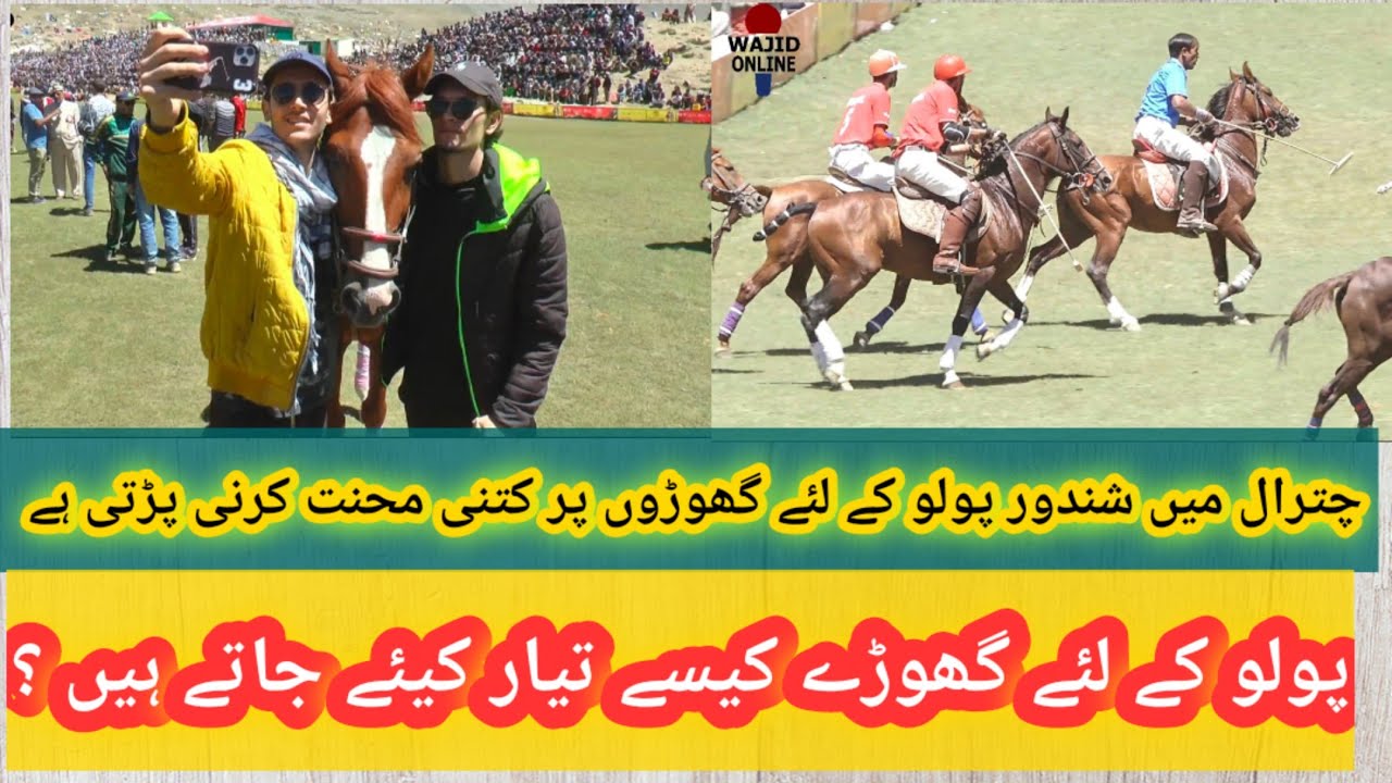 How a Horse is  Trained For Polo || Chitral Shandur Polo Festival || Shandur Festival 2022 || Horse