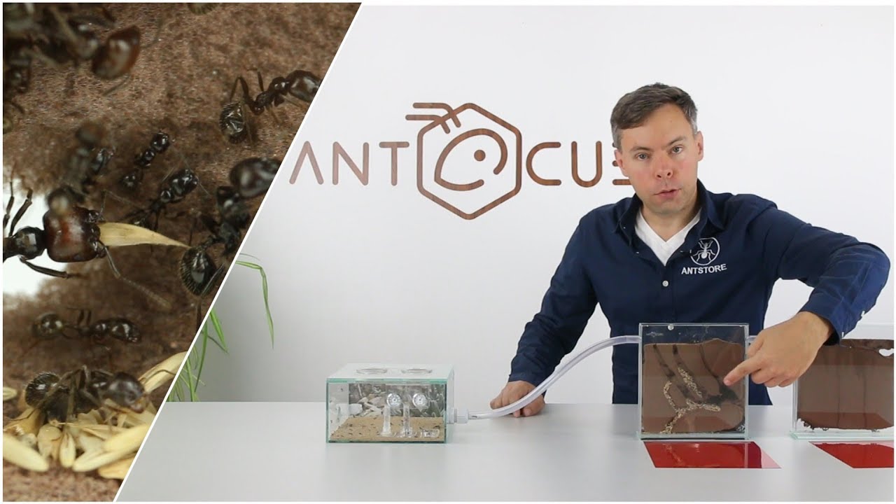 ANTCUBE Starter Set für Ernteameisen - mit Ameisen - Messor barbarus in einer Ameisenanlage