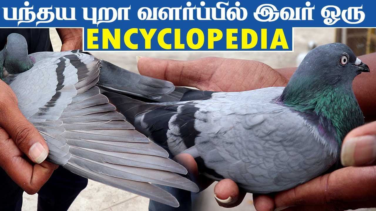 Homer Pigeon வளர்ப்பு | Homer புறா வளர்ப்பு ஒரு முழு தகவல் | Homer Pigeon Rearing