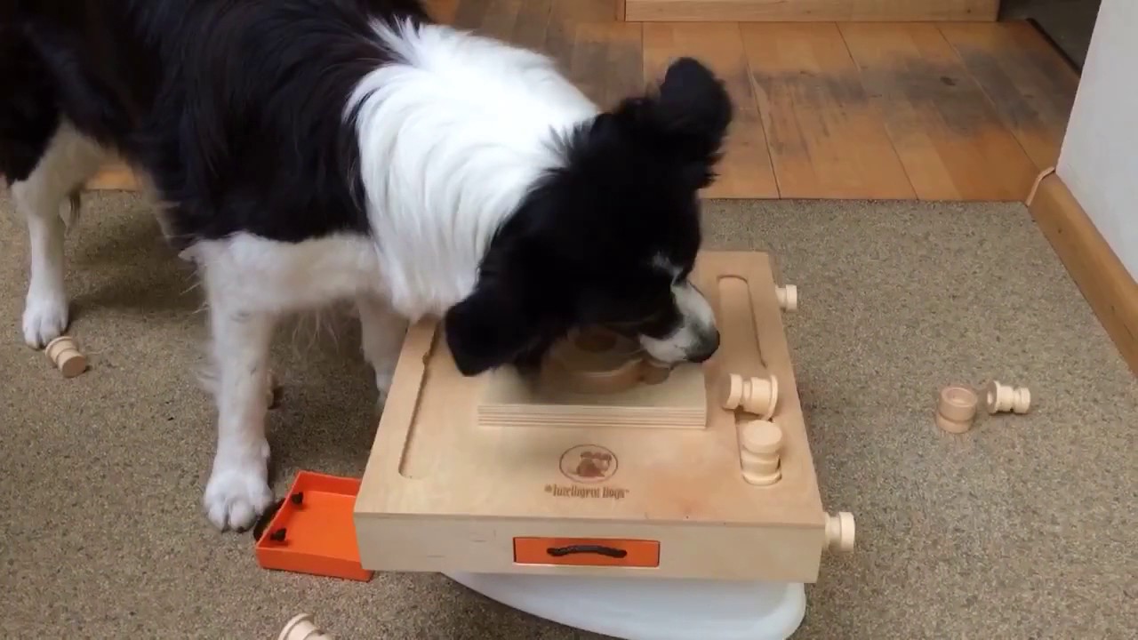 Clever Border Collie shows his intelligence!