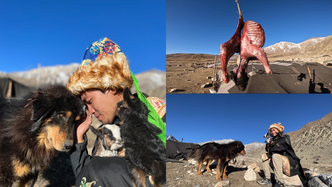 Crazy Experience with Tibetan Nomad 😱 🏔