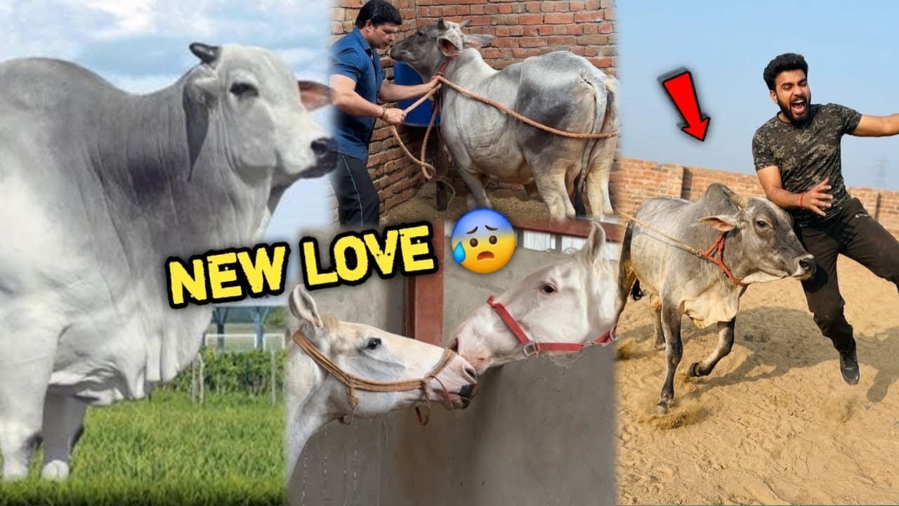 स्वर्ण Ka Dudh Dene Waali New Cow Ko तेजस Bull Se Milwa Diya 🥳New Love Start Hone Wala Hai 💕
