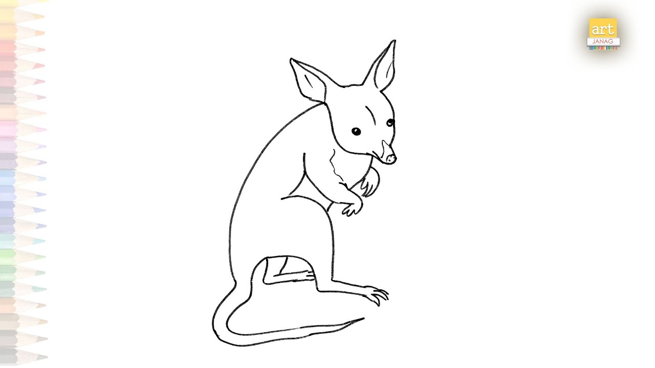 Easter Bilby 1 drawing | Bilby drawings | How to draw A Bilby easy step by step | Animal drawings