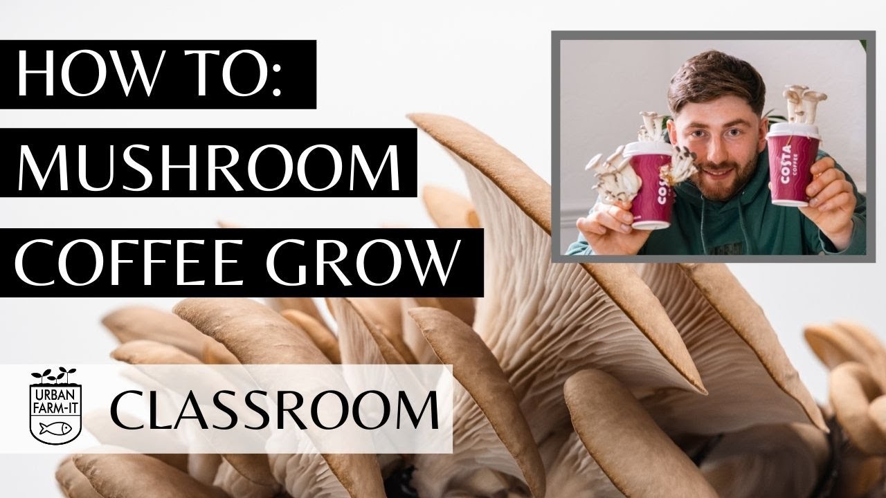 How To Grow Mushrooms On Coffee Grounds (Easy & Sustainable) | Urban Farm-It's Classroom