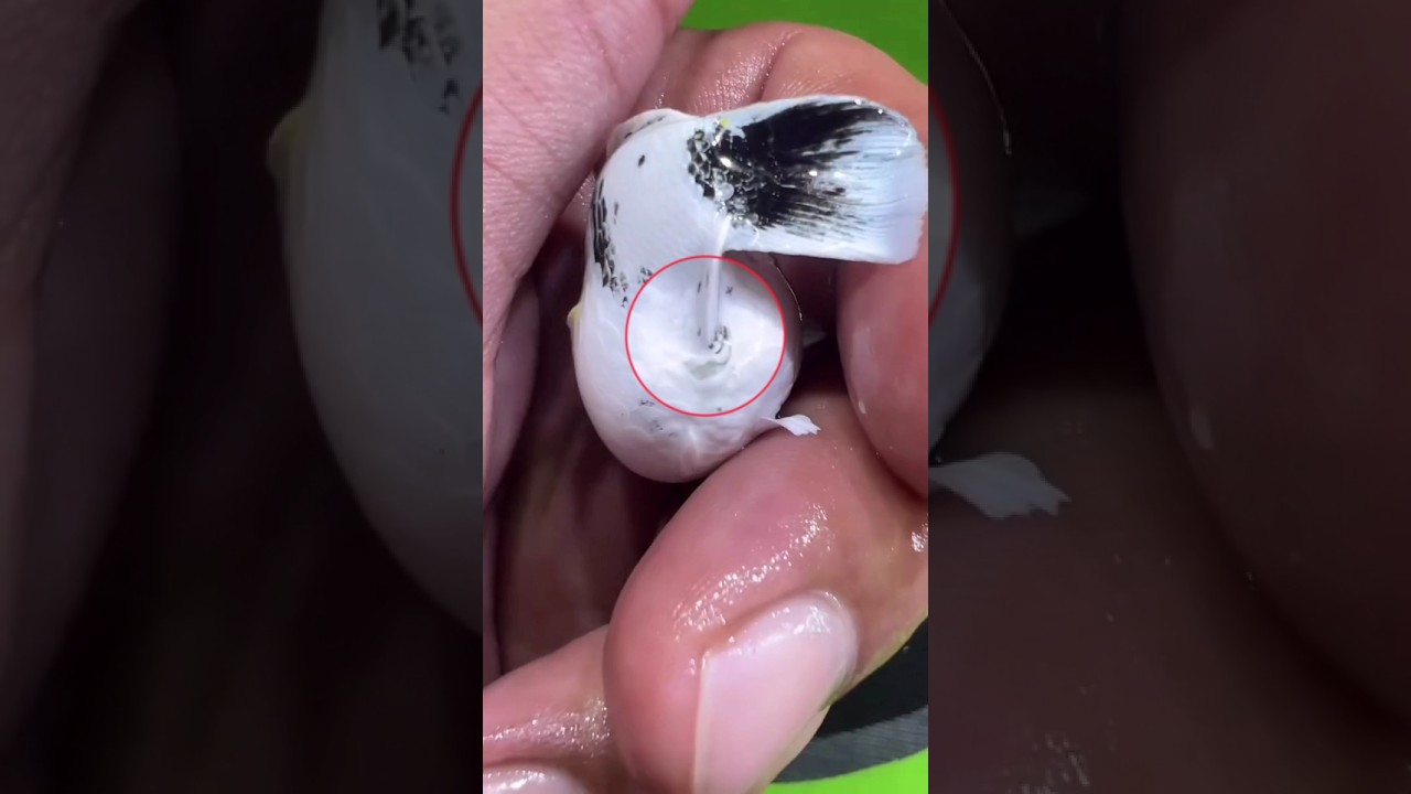 pregnant Molly fish giving birth😇✅