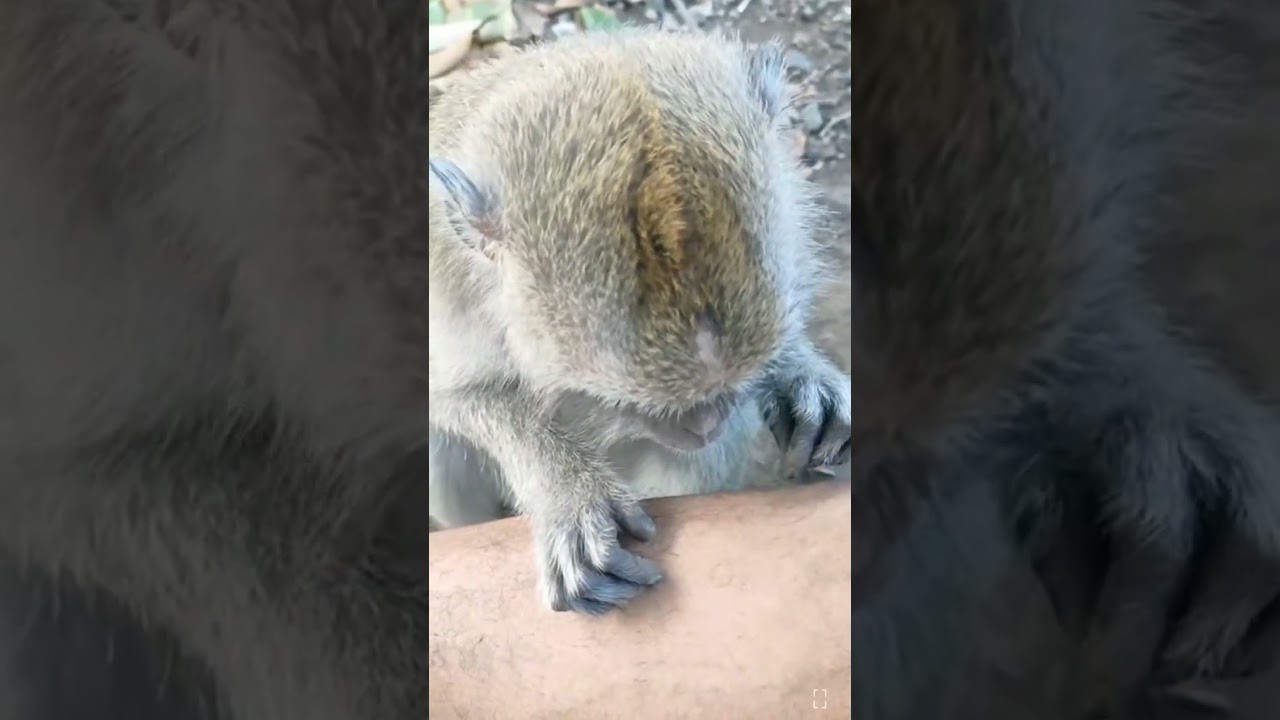 ASMR Monkey Grooming a Human | #asmr #monkeygrooming #relaxation #monkey #grooming