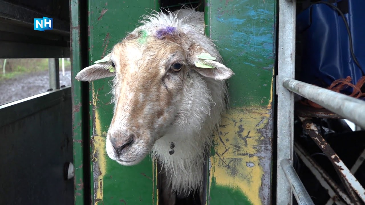 Honderden drachtige schapen door de scan: 