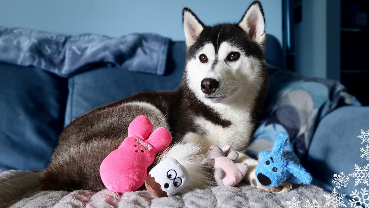My Husky Wants Puppies?
