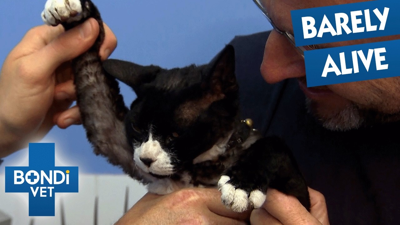Top 6 Bravest Pets Survived Worst Fights 💔 Best Of Bondi Vet