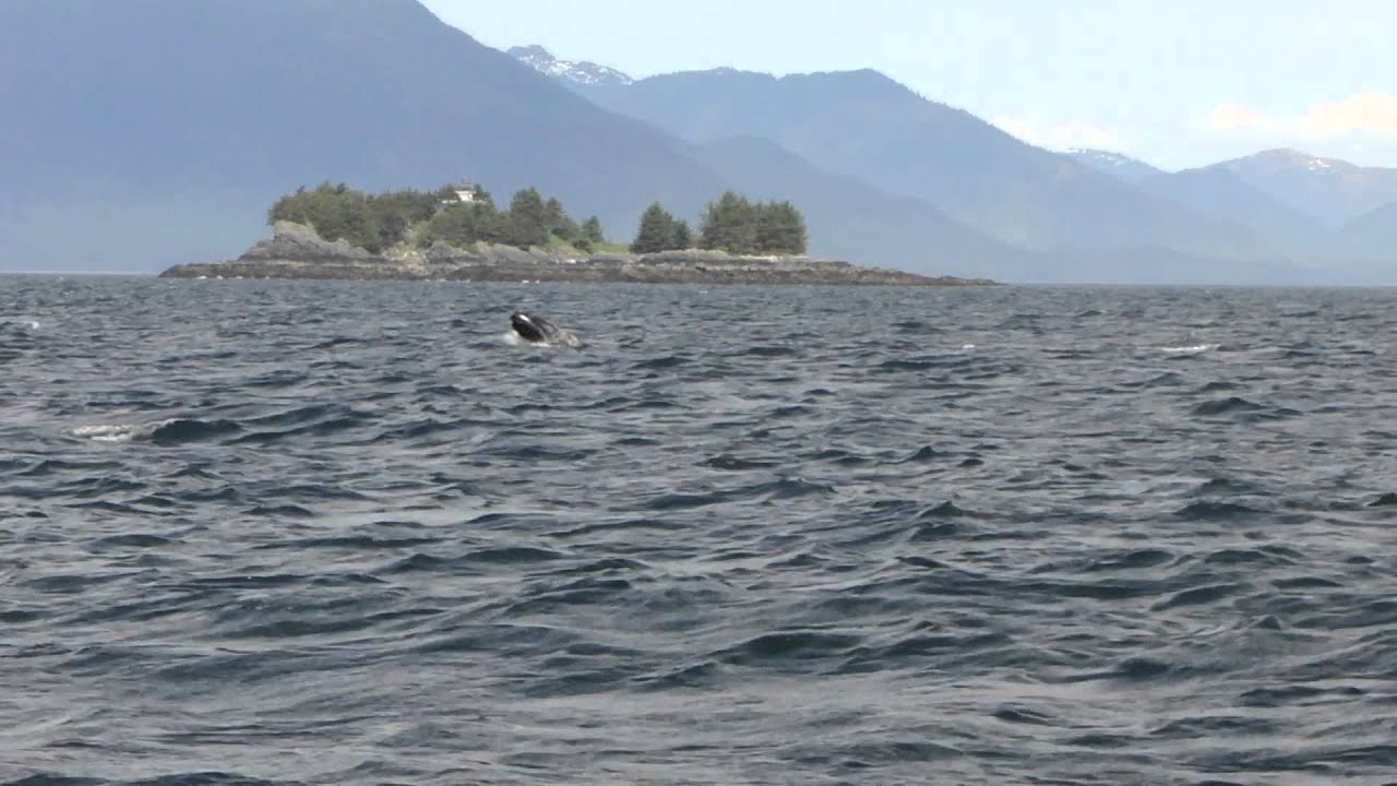 5 28 13  - whales in Clarence Strait