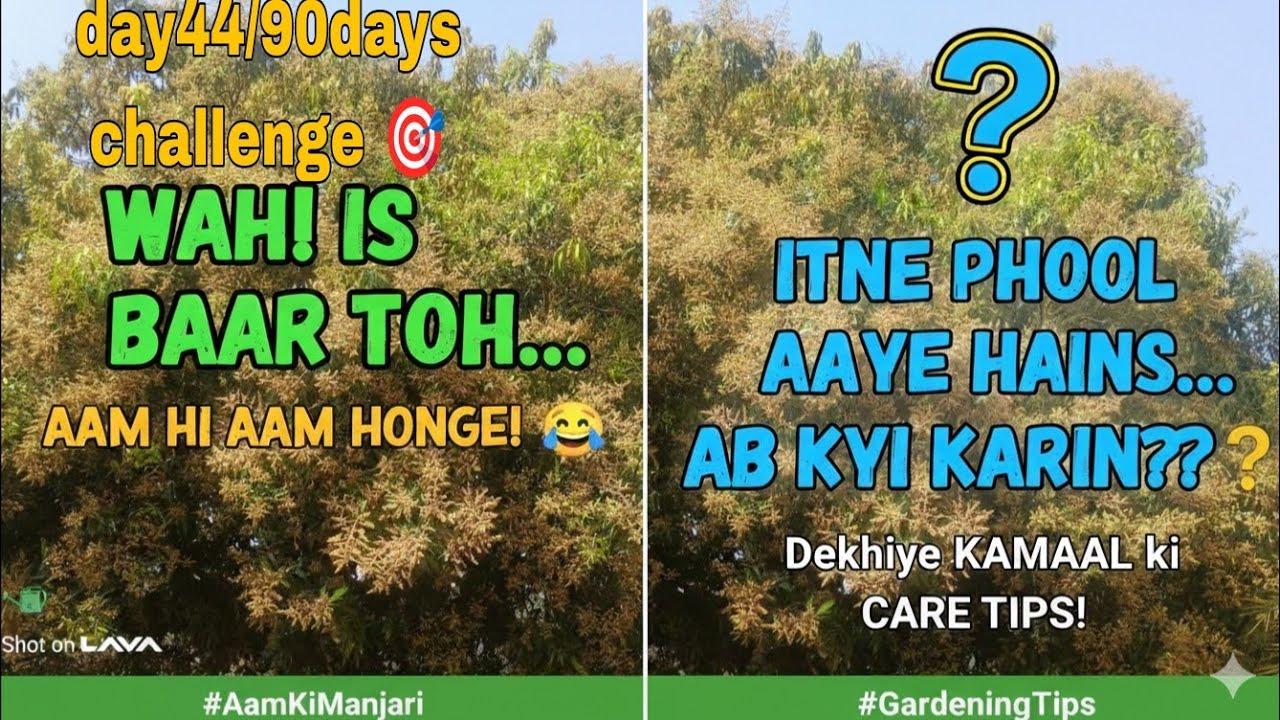Aam ka Mausam Aa Gaya! 🥭✨#justkabirvlogs #mylifestylevlogs #90dayschallenge #day44✅#vlog 