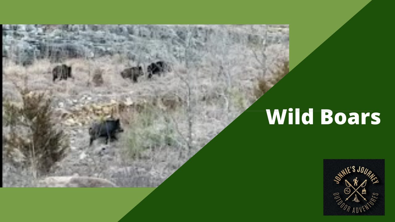 Hiking Missouri Johnson Shut In Trail and Ozark Trail Section. Wild Boars