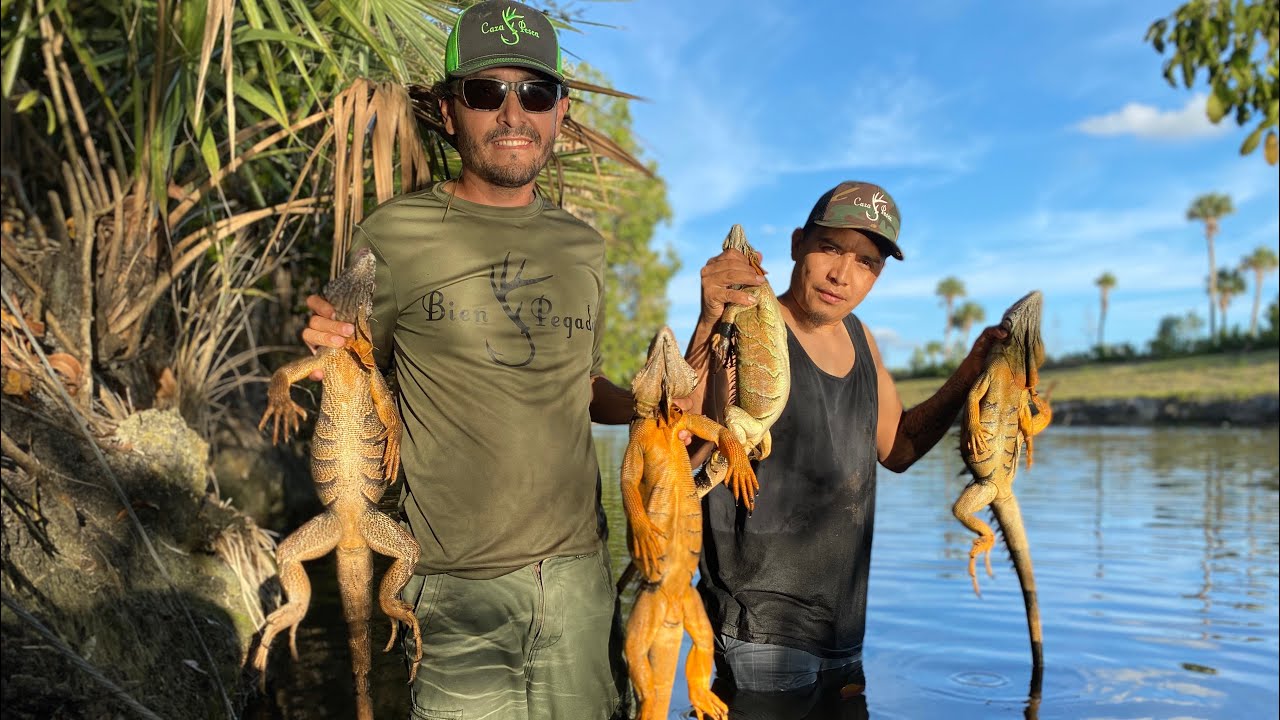 Iguana Voladora | Caza Y Pesca David Madrid