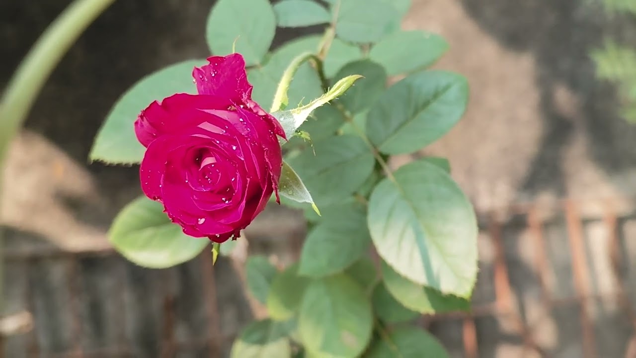 Beautiful rose with water drop in my garden