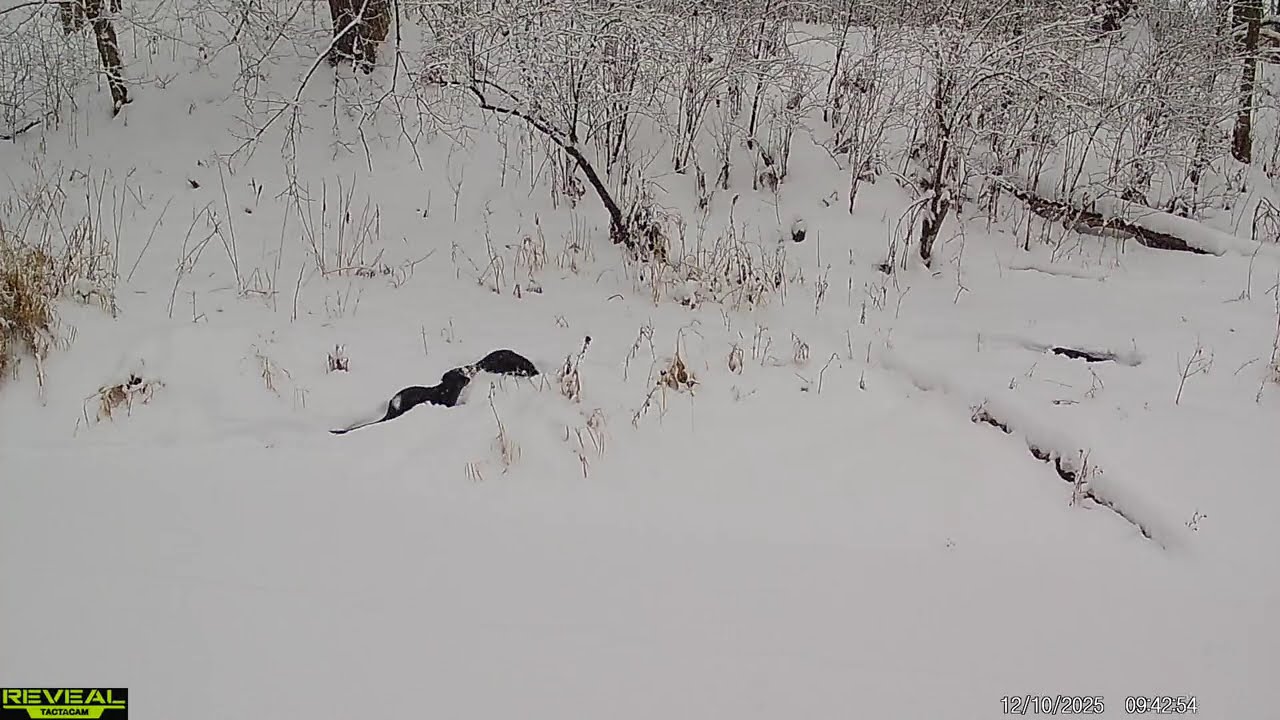 Otters in Deep Snow! How They Still Follow Their Creek Routes  #wildontario #otter #wildlife #nature