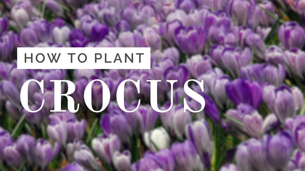 Crocus Planting Tutorial