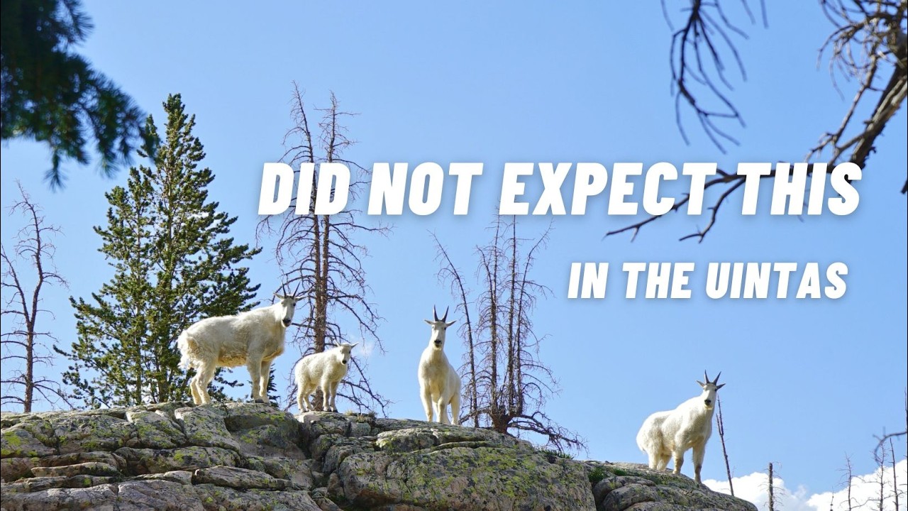 Short & Sweet Backpacking in the Uinta Mountains | Ibantik Lake Getaway