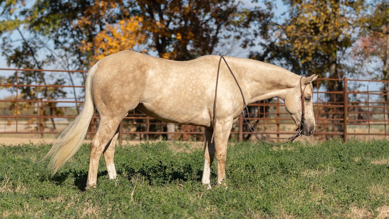 “Bullet” 2020 AQHA Gelding