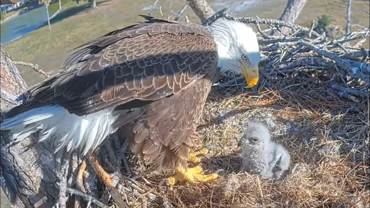 SWFL Eagles 12-30-25.  E26's BIG CROP🥰; F23 Air Fries the Nest Food; F23 Feeds E26; Sticks & Fluff!