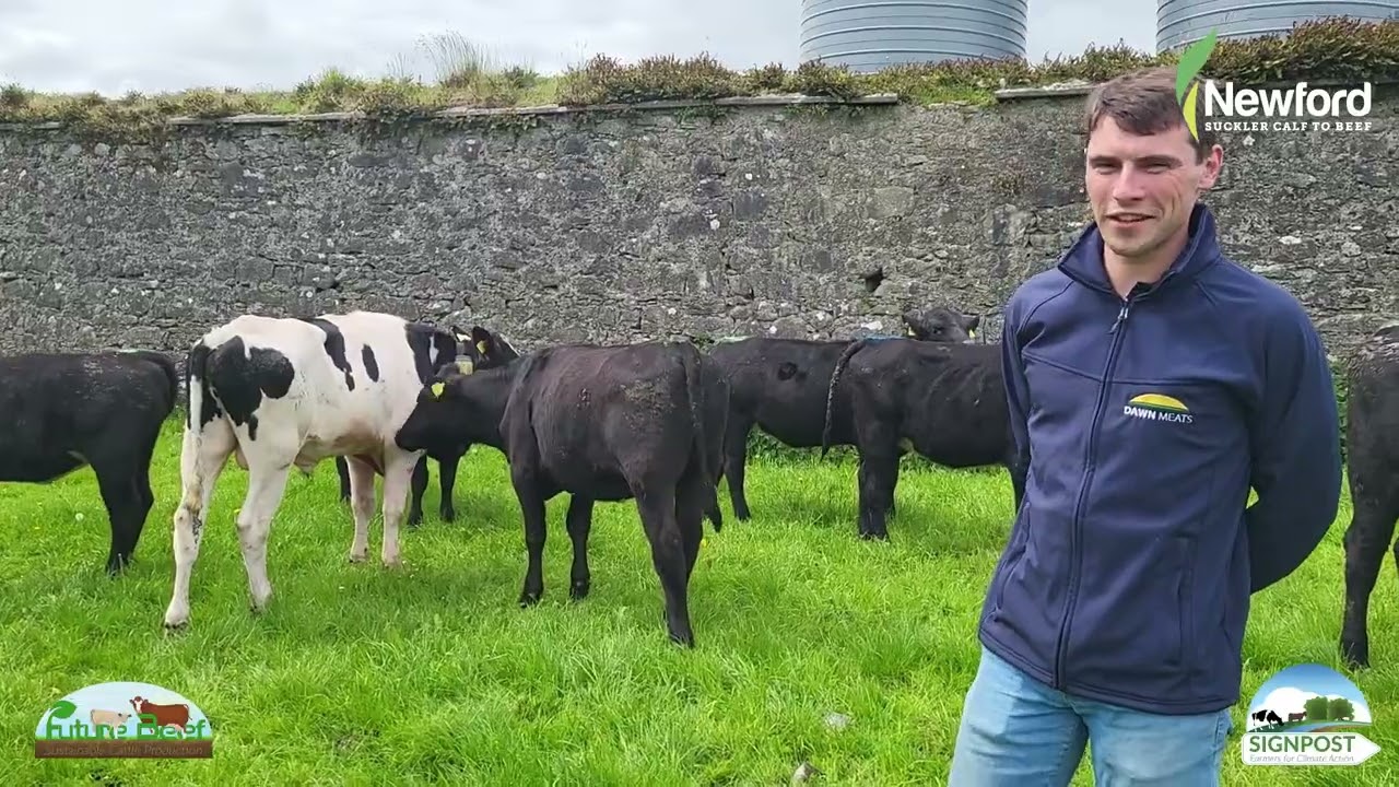 Newford Suckler Demonstration Farm Update - May 2023