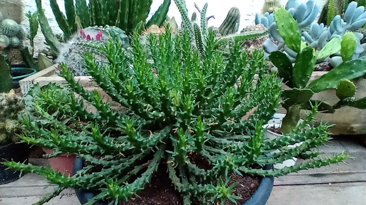 Atualização das suculentas que ganhei + replante da cabeça de medusa e outra echeveria