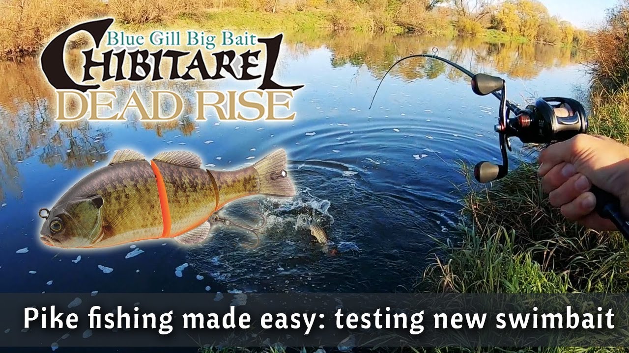 PIKE FISHING with lure, testing Jackall CHIBITAREL Dead Rise hard body swimbait review. Pike attack!