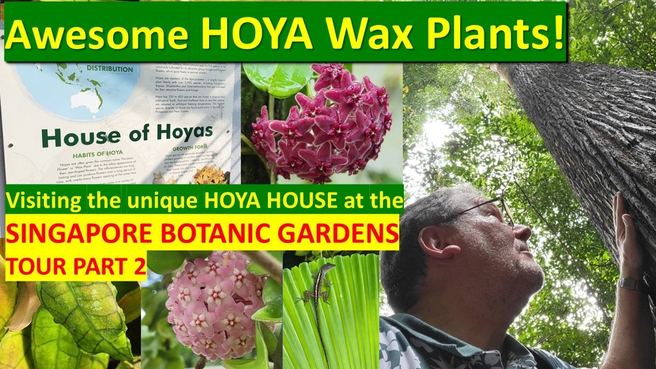 Awesome HOYA WAX PLANTS, My Visit to Singapore Botanic Gardens PART 2 #hoyaplant #succulents #plants