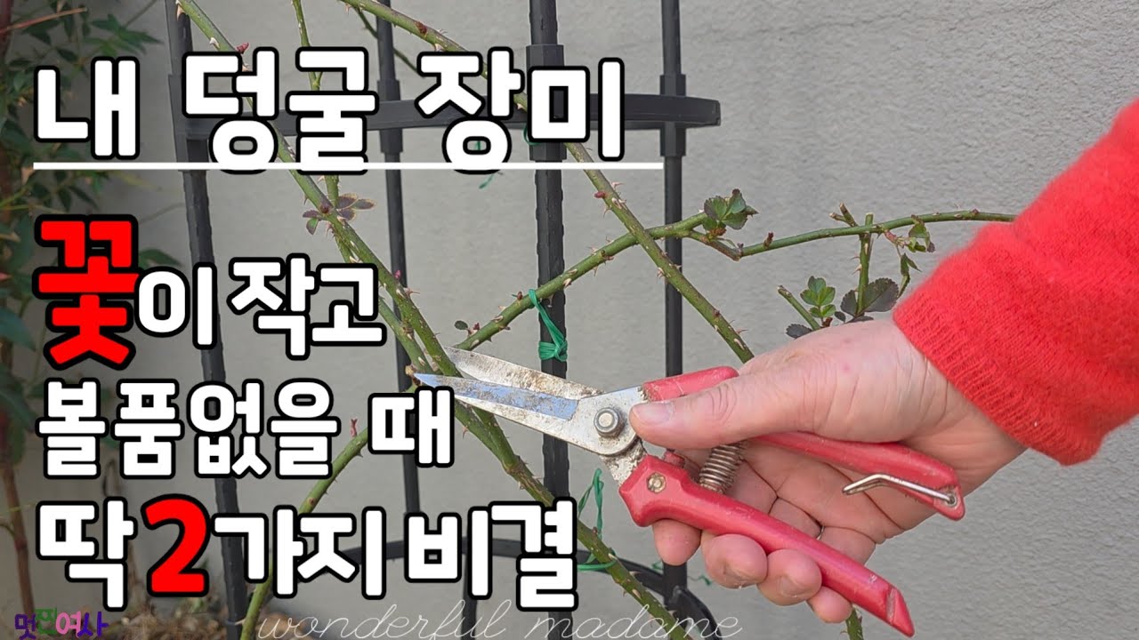 덩굴장미 그렇게 자르면, 꽃이 작고, 볼품없어요 /강전정과 수평으로 키우면 풍성하고 아름다운 장미꽃 핍니다