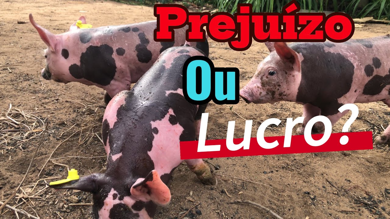 Como ganhar dinheiro com leitões pietrain!