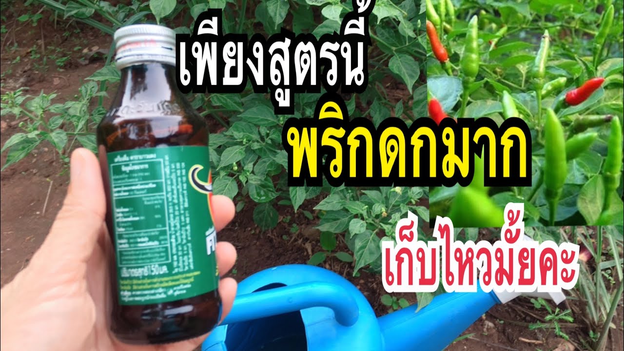 ต้องสูตรนี้เลย!! #พริกดก #ดอกไม่ร่วง ให้ดอกเยอะติดผลดีแบบต้นเขียวกอใหญ่ เก็บขายแทบไม่ทันแม่ก้อยพาทำ