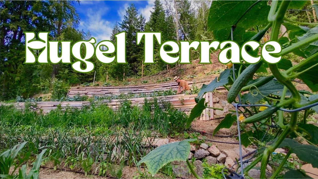 Spring Cropping The Hügelkultur Terrace Garden