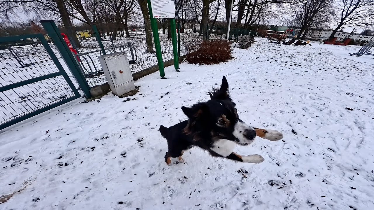 Będzin na spacerze🐾Ja i mój pies