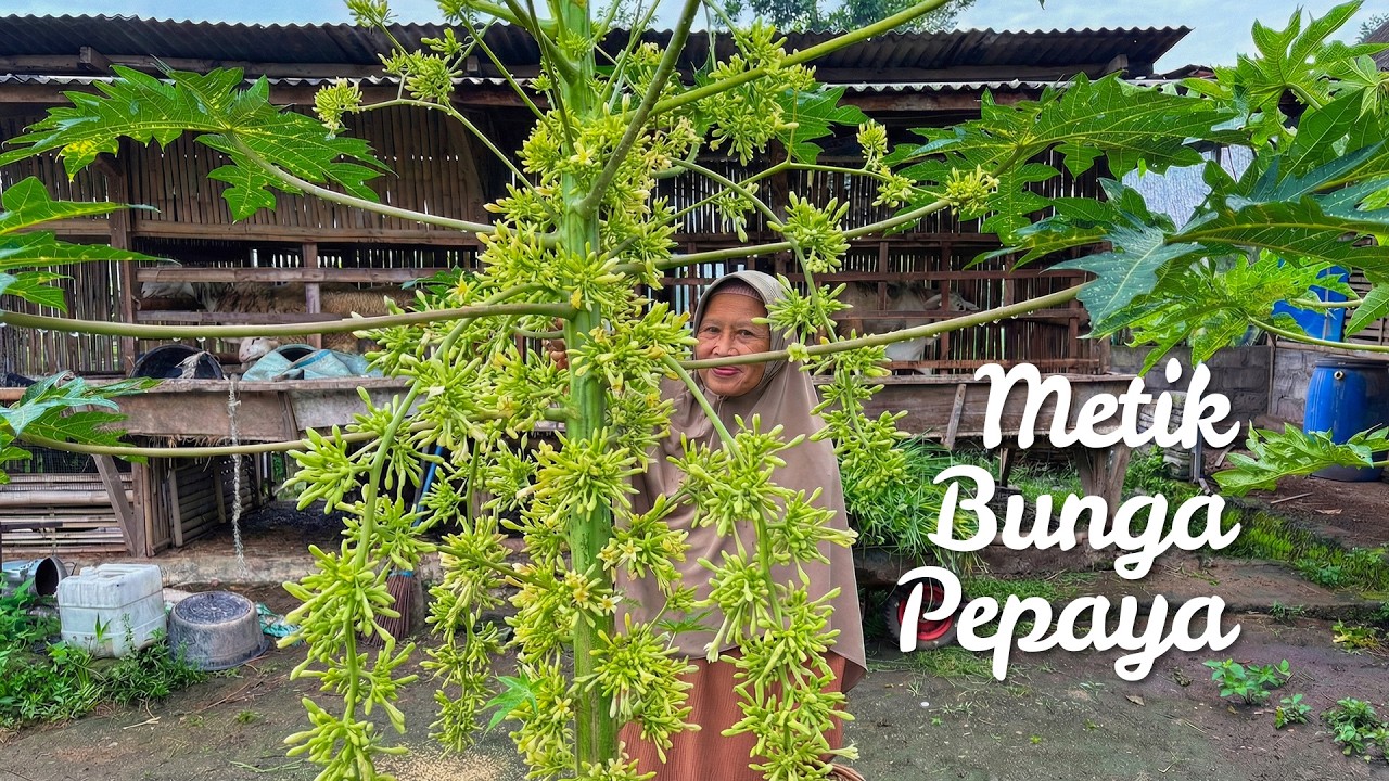 Memetik Bunga Pepaya | Tumis Bunga Pepaya Teri,Ayam Serundeng dan Pisang Goreng Kipas