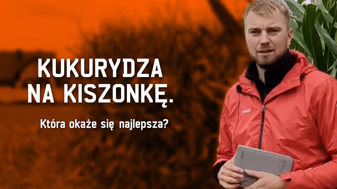 KUKURYDZA NA KISZONKĘ. Która okaże się najlepsza