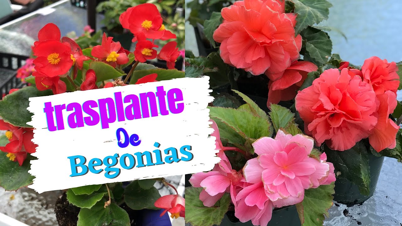 TRASPLANTE de BEGONIAS | Cómo trasplantar begonias en maceta | PLANTAS para SOMBRA o SEMISOMBRA