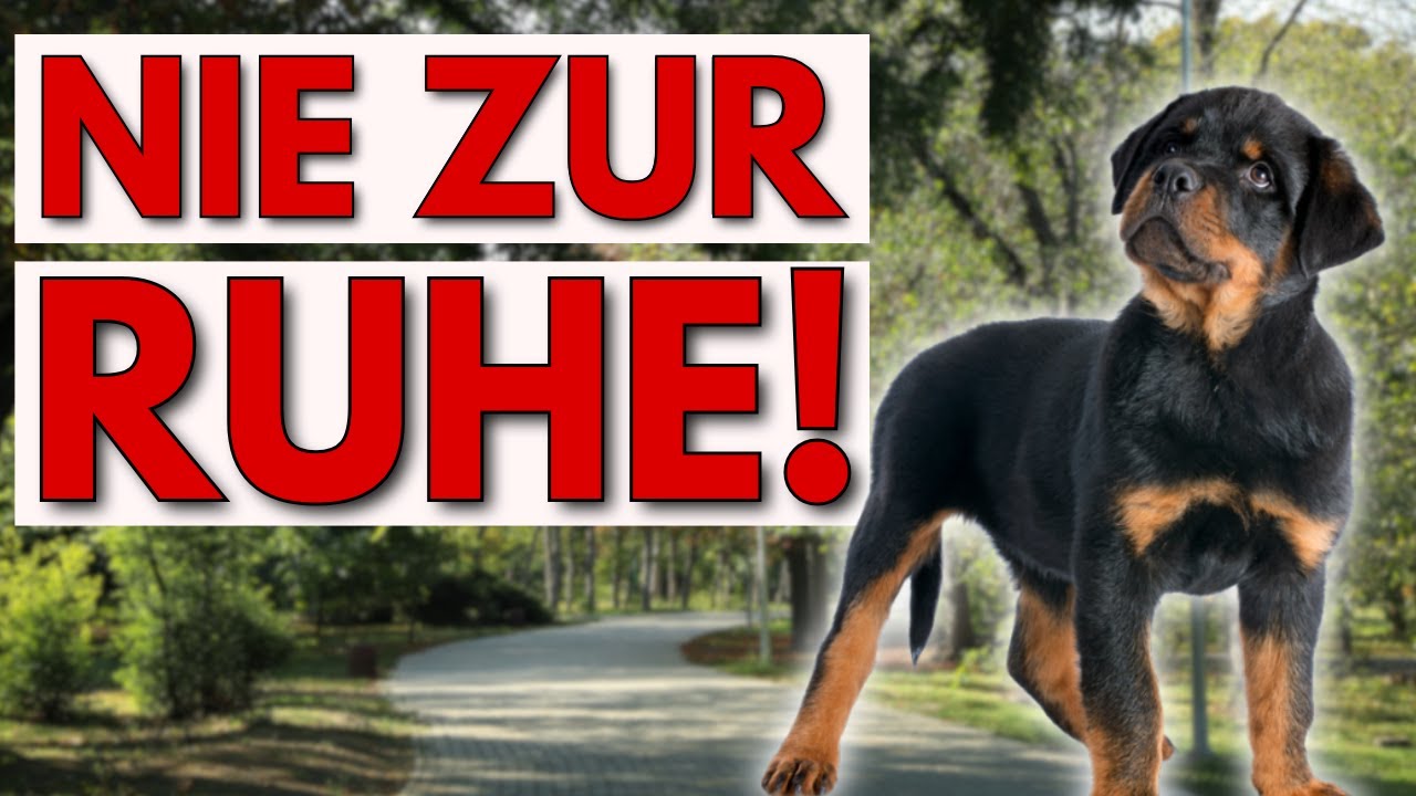 Warum dein Hund IMMER aufsteht, wenn du dich bewegst!
