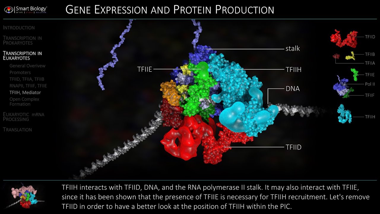 Transcription in Eukaryotes | Initiation