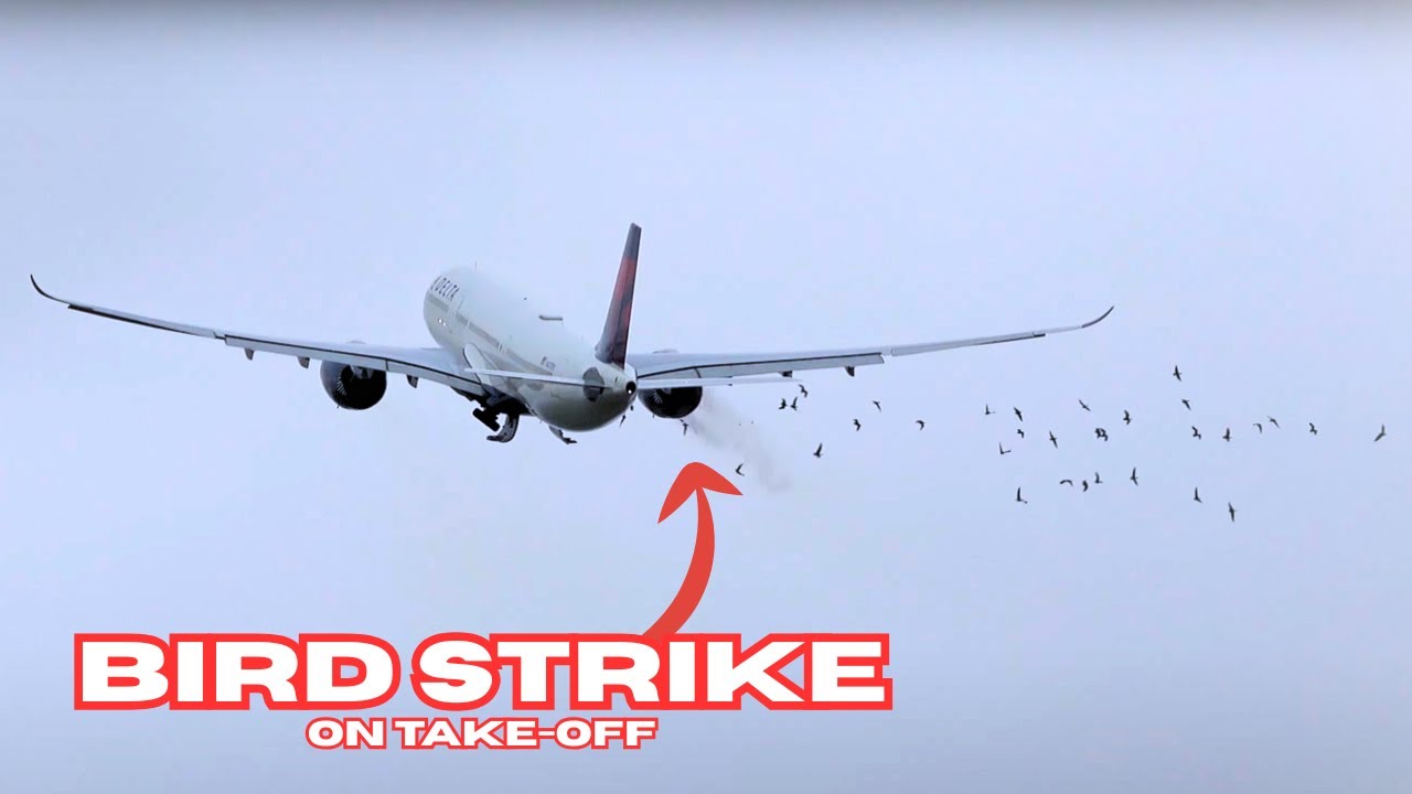 Bird HITS Plane Right After TAKE-OFF!