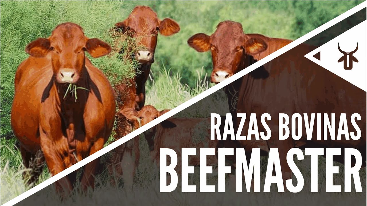 Beefmaster | Razas sintéticas Brahman