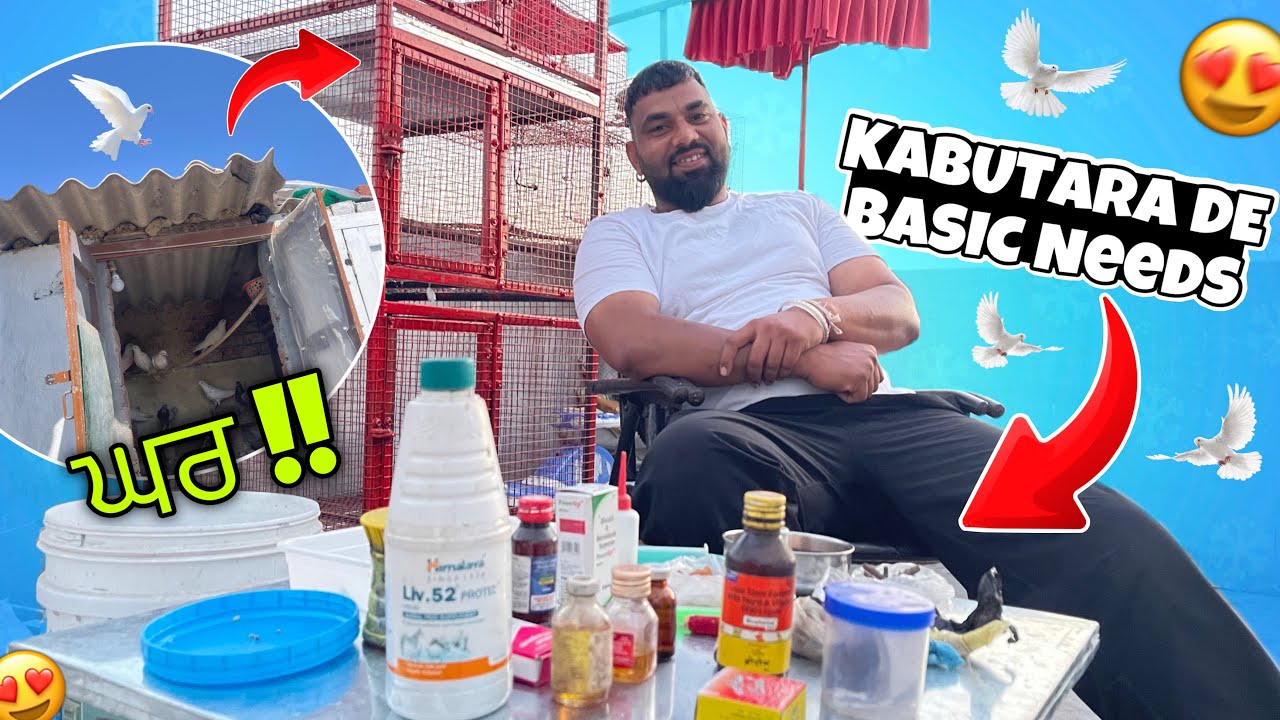 Kabutara de Basic Needs 🕊️ ਕਬੂਤਰਾ ਦਾ ਨਵਾਂ ਸਮਾਨ | (Ghr / Medicines) | @sandeeptaggar295