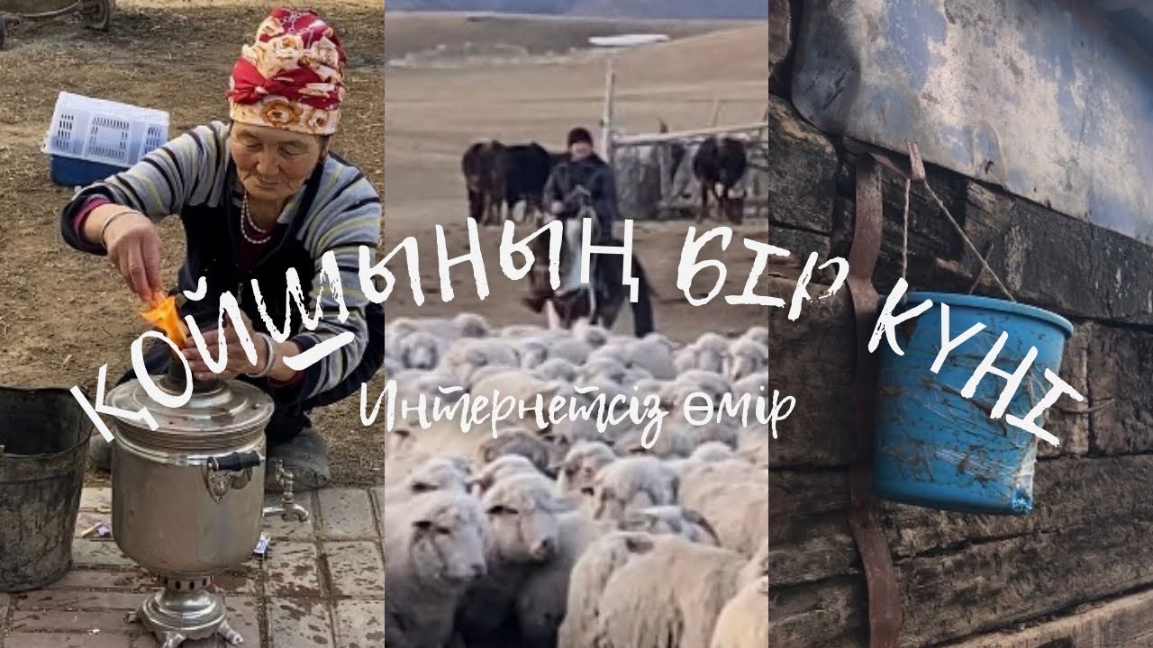 Қойшының бір күні | Таудағы өмір