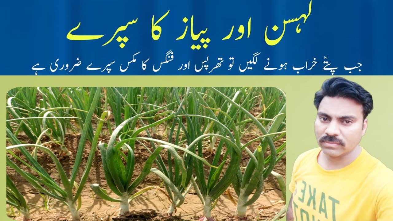 How to manage thrips and fungal diseases in onion and garlic field
